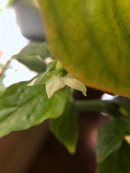 9.11.17 - A shy flower on Isaac’s pepper plant ☺️