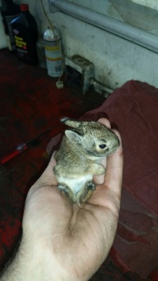 awwww-cute:  Boyfriend saved this little guy from the lawn mower at work (Source: http://ift.tt/1imxJki)