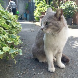 kizaki:  日陰 #neko #cat #猫 (染井コミュニティ広場)