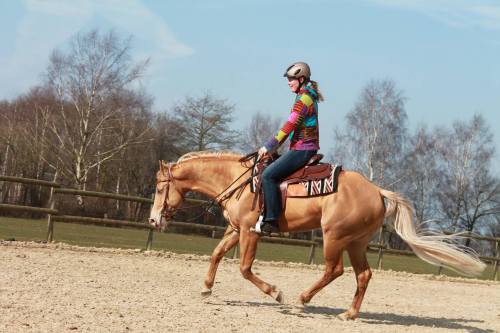 DC Cool Goodys ChampCool Looking TC x Belles Good LookingQuarter Horse, Stallion14.3hhBorn 2010