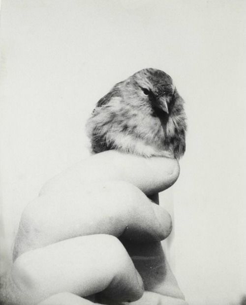 Sex 24hoursinthelifeofawoman: Birds in a hands pictures