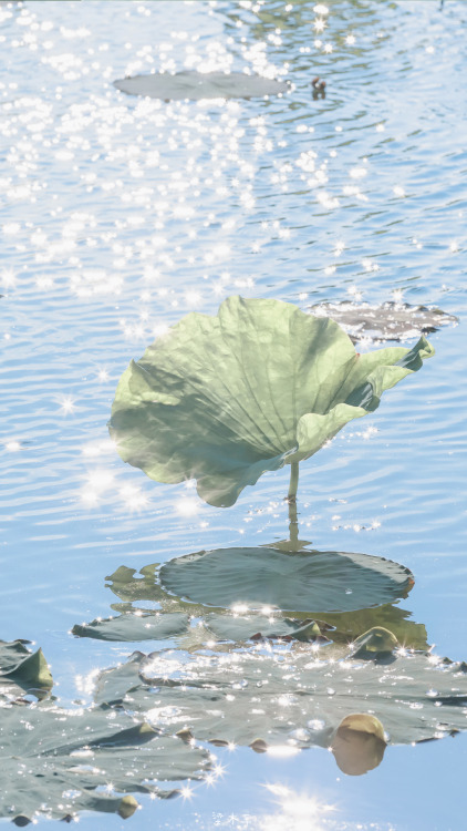 fuckyeahchinesegarden:荷花hehua, lotus flower in summer by 梁木辛_