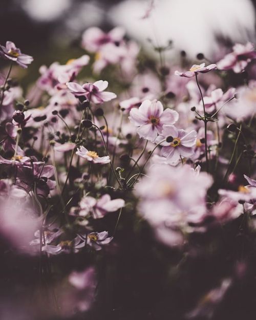 floralls: by anniespratt