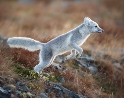 beautiful-wildlife:  J U M P by Georg Scharf