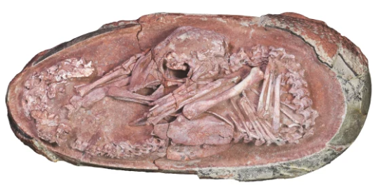 liqueurstore:urgohthewanderer:sweet dreams for Baby Yingliang Photo of the oviraptorosaur embryo ‘Baby Yingliang’. It is one of the best-preserved dinosaur embryos ever reported. Courtesy Xing et al., 2021  