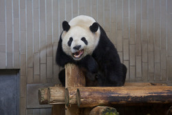 giantpandaphotos:  Ri Ri at the Ueno Zoo