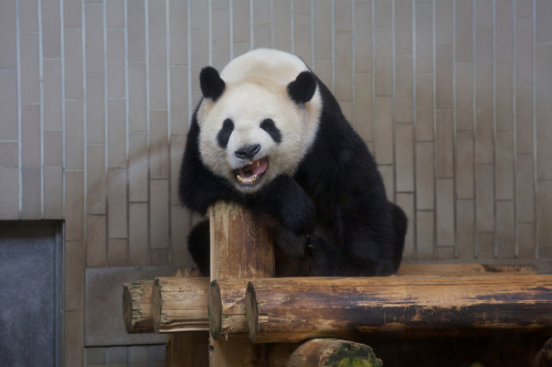 giantpandaphotos:  Ri Ri at the Ueno Zoo in Tokyo, Japan, on August 31, 2013. © Copanda V. 