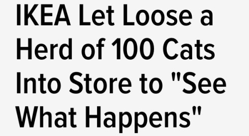 alri9ht:  Is IKEA even real  The new advertising slogan should be “IKEA doing crazy shit just to find out what will happen”