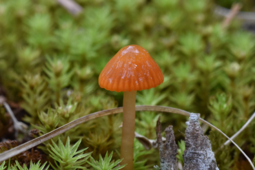 brett-outdoors: Gliophorus perplexus, a colorful little waxcap. Trying to handle the cap to get a sp