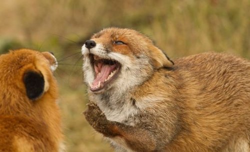 thelittleredfox: Red foxes in action by Dennis Molenaar