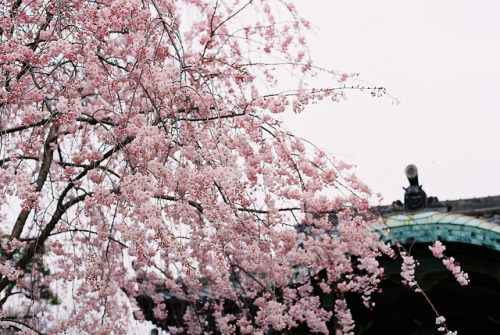 dreams-of-japan:  FH000039 by tane_aki on Flickr.
