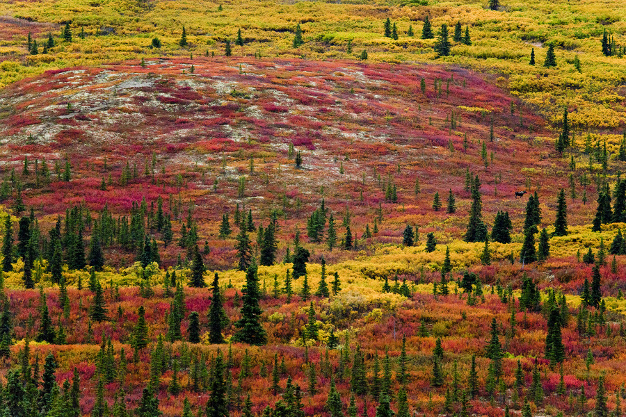 woodendreams:  (by Dhanachote Vongprasert) 