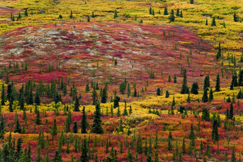 woodendreams:  (by Dhanachote Vongprasert) 