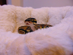 livelyspaghetti:  Tofu’s rather fond of curling up on my desk, so I bought him this kitten bed a while back–it has a squishy bit inside you can heat up in the microwave so he stays nice and toasty. Some days I can’t believe how adorable this snake