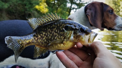 It is hard to beat kayak fishing with the pup