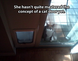 Sapphirefiber:  Petermorwood:  Even Though Our First Cat Door Had A Noisy Electromagnetic