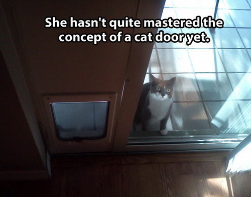 sapphirefiber:  petermorwood:  Even though our first cat door had a noisy electromagnetic lock that ran off the mains via transformer (I tell you, dinosaurs still walked the earth back in the mid-80s) Kasha and Lilith mastered the concept not only of