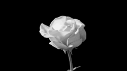 https://64.media.tumblr.com/362e1fe0e28b0149ba557653c1b3eabf/tumblr_nlw62noiU61spjj4io1_500.gif