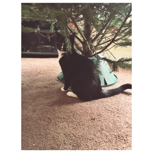 Kitties first xmas