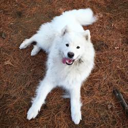 harvarddangerfield:Play date with @BrigitteBarkdot, now one of us needs a bath… 🐶🛀 🐾