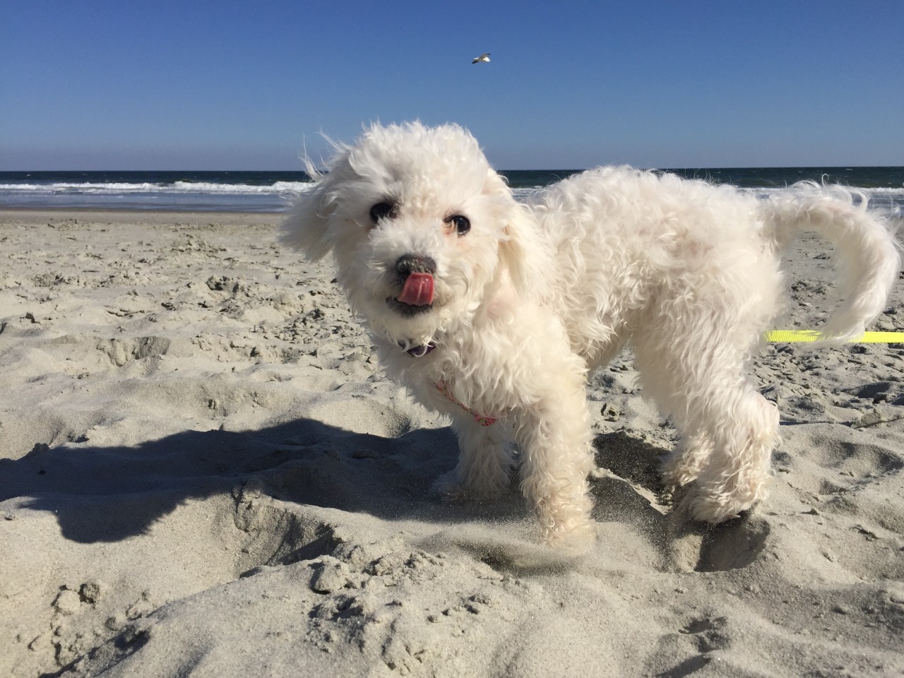 handsomedogs:  At 6 months old, Lily enjoyed her first ever beach trip by playing