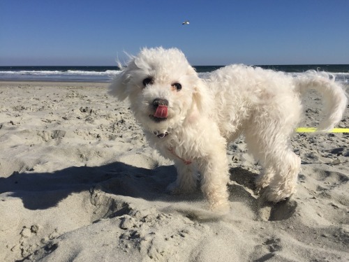 handsomedogs:  At 6 months old, Lily enjoyed porn pictures