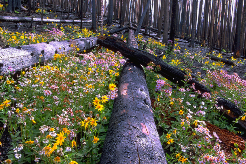 expressions-of-nature: by wanderingYew2 Yellowstone Wildflowers, Regeneration after a forest fire.