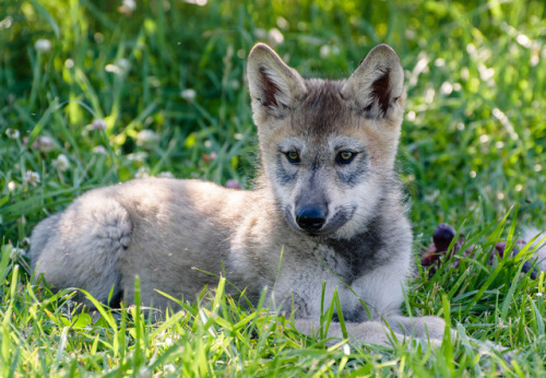 http://getinkshedtears.tumblr.comI know I haven’t posted in a while, but I have some wolf puppies I’