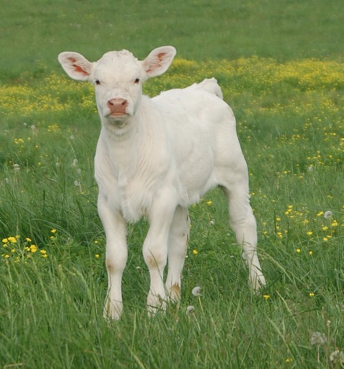 Charolais cattleThe Charolais is a breed of taurine beef cattle from the Charolais area surrounding 