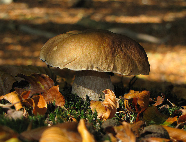 Faerie Forests