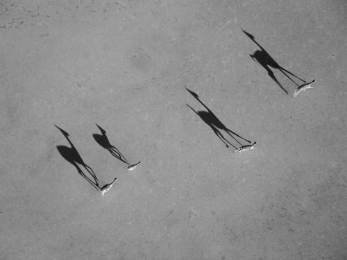 kulturtava:  Georger Steinmetz 
