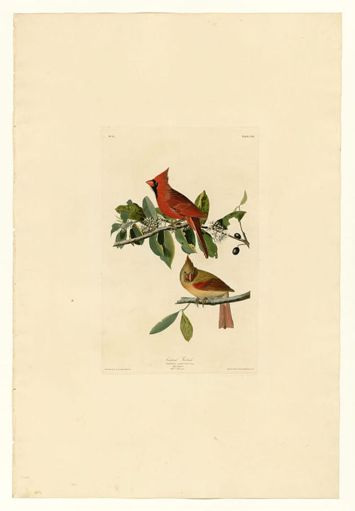 Plate 159 Cardinal Grosbeak, John James Audubon