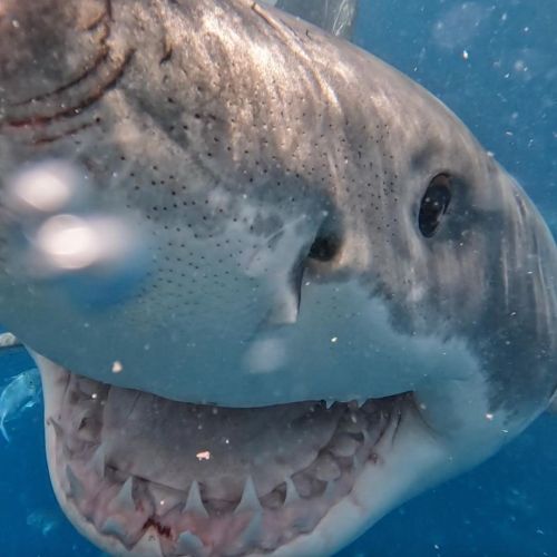 One of the 5 sharks we saw on yesterday’s trip! Check out our story for some more photos.▂▂▂▂▂▂▂▂▂