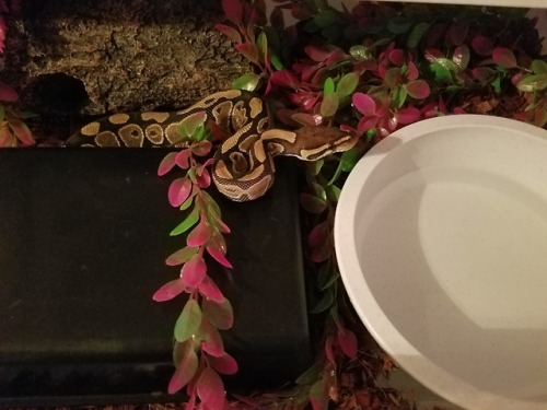 Some snakes in their new tubs! Once the adults get sold they’ll be getting moved into cb-70′s. Demet