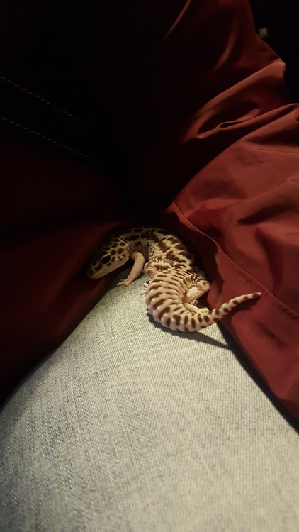 one-geck-to-rule-us-all:@kittje ’s Misty and I shared some magical moments today from snugs to holdi
