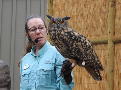 Details of an African Eagle Owl.