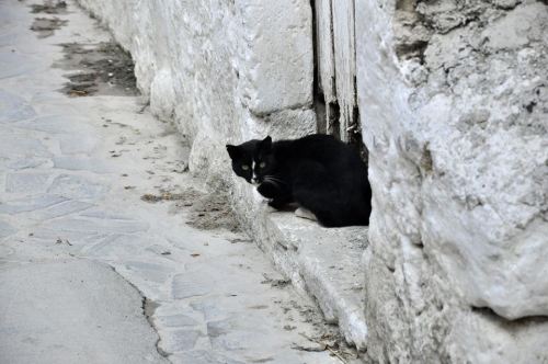 nimiana:cretan fluffs to bring some cuteness