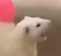roseverdict:kimmycup:  omgbubblesomg:      funny-tik-toks:  Thera the deaf ferret