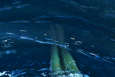 AQUAMARINE (2006) ➝ Requested By Anonymous
