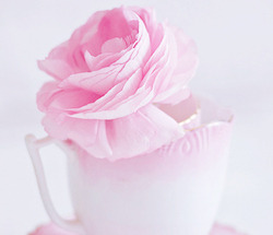 cinnahearts:  pink roses | 1 2 3 4 5 6 7