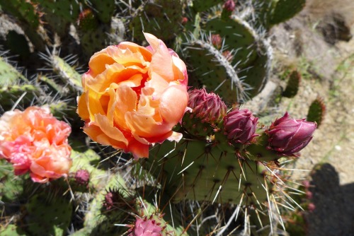 floralls:submitted by lindsymcx :blooming cactus from the UC botanical garden 