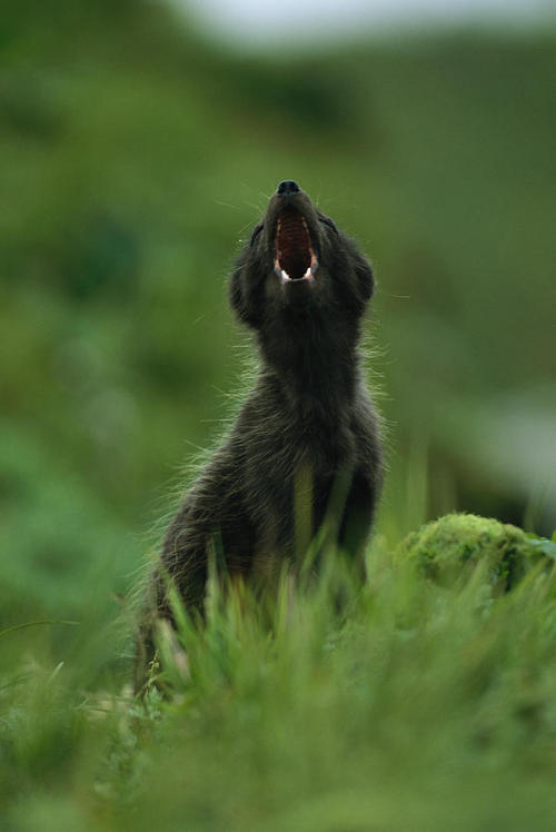 beautiful-wildlife: Vocalizing Arctic Fox by Joel Sartore