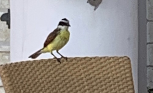 <p>Bermuda’s Kiskadee.</p>