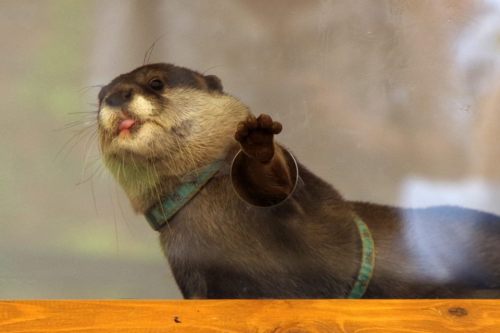 gothiccharmschool:  OTTER PAW!