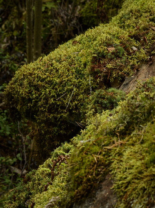 Close look at that moss