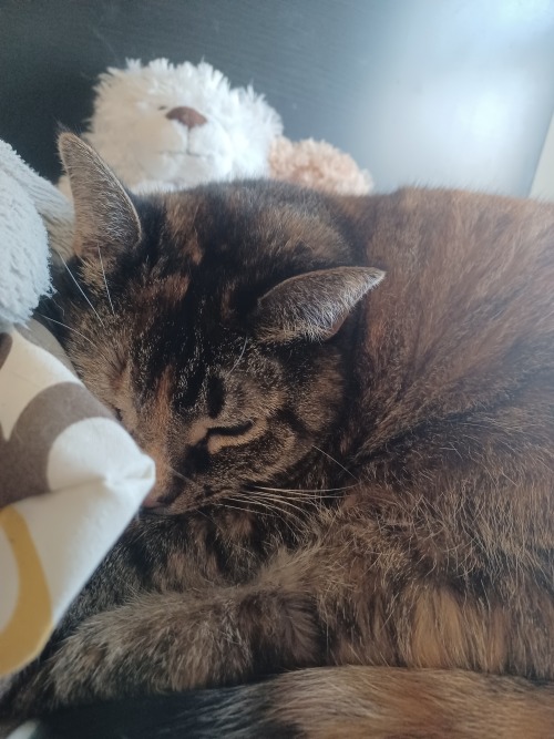 Here Have Some Kitty Pics From This Morning