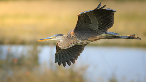 Great Blue Heron in Campbell River, BC