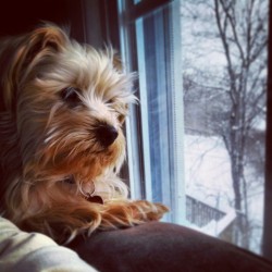 Snowed in with Hemmie&hellip;who thinks he needs to guard the house from birds and people clearing snow in between naps.