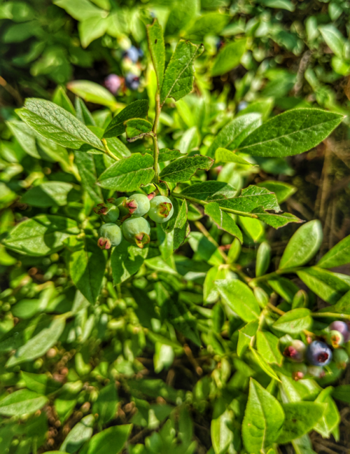 It’s a bit early for blueberry picking in northern Michigan, but I still made off with about 2