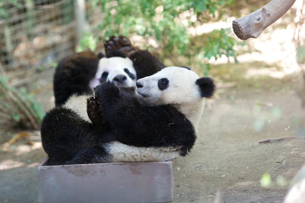 giantpandaphotos:  Bai Yun and her son Xiao Liwu play in a tub during Bai Yun’s